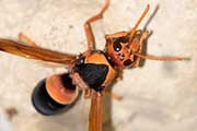 Potter Wasp (Abispa ephippium) (Abispa ephippium)